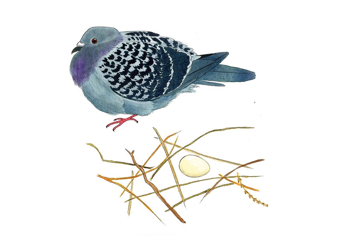 Quirky Pigeon Nest Art Print, Whimsical Decor - Image 2