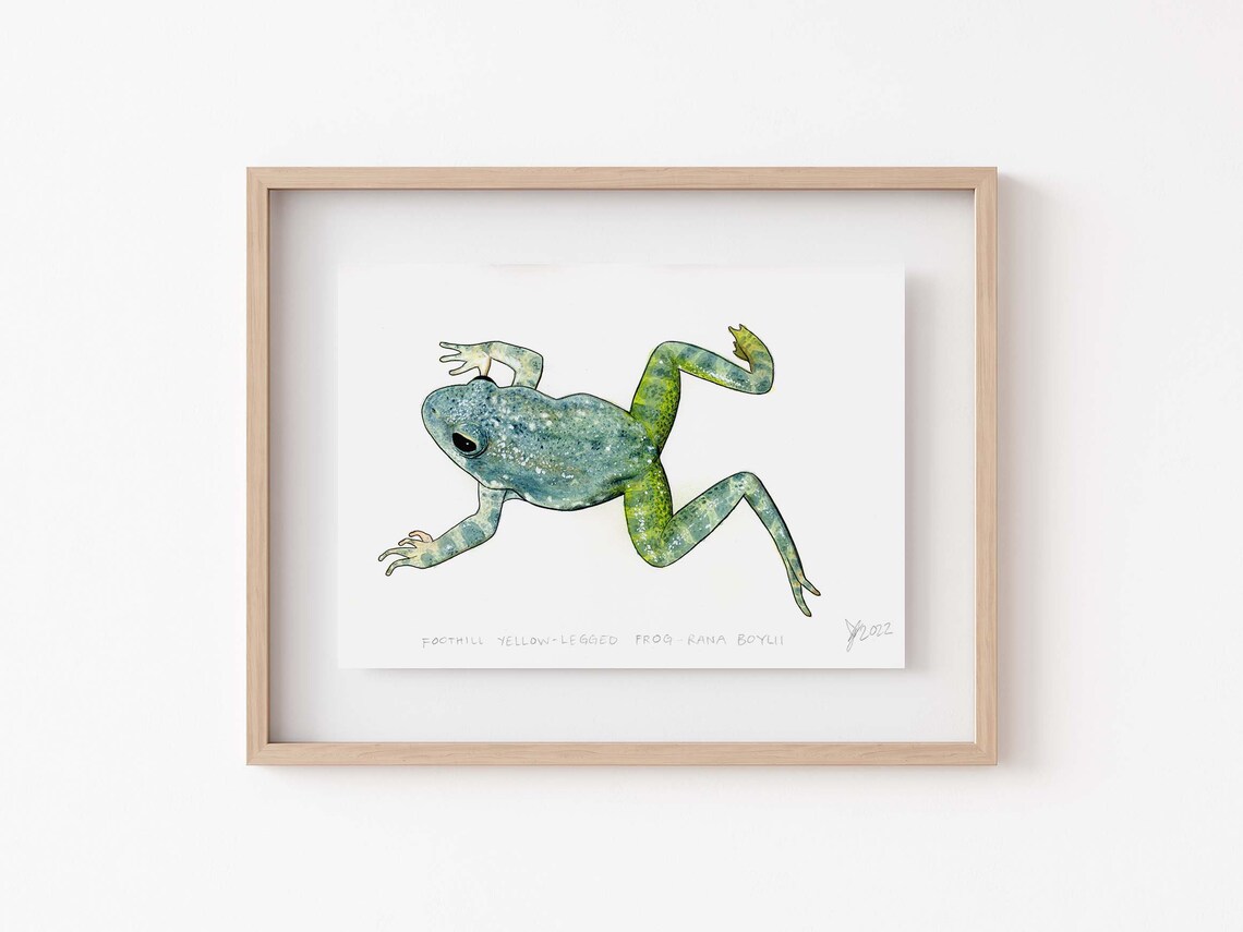 Yellow Legged Frog Painting, Wildlife Wall Art Print