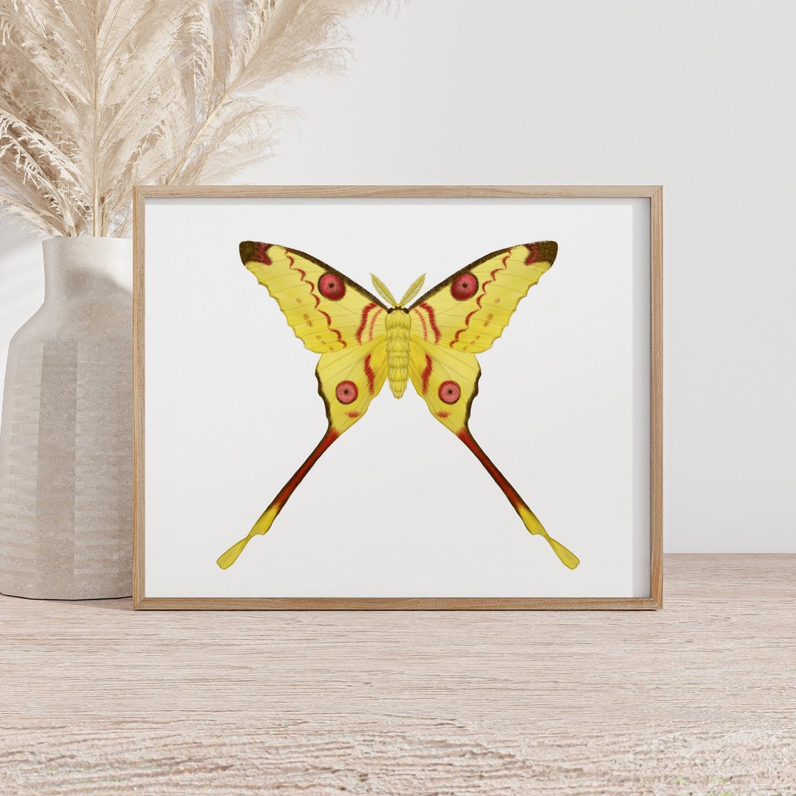 Moon Moth Art Print Madagascan Moon Moth Comet Moth Moth Art Moth Decor Entomology Wall Art Insect Taxidermy Luna Moth Art Print