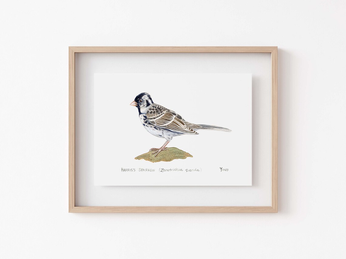 Harriss Sparrow Art Print, Great Plains Birdwatching