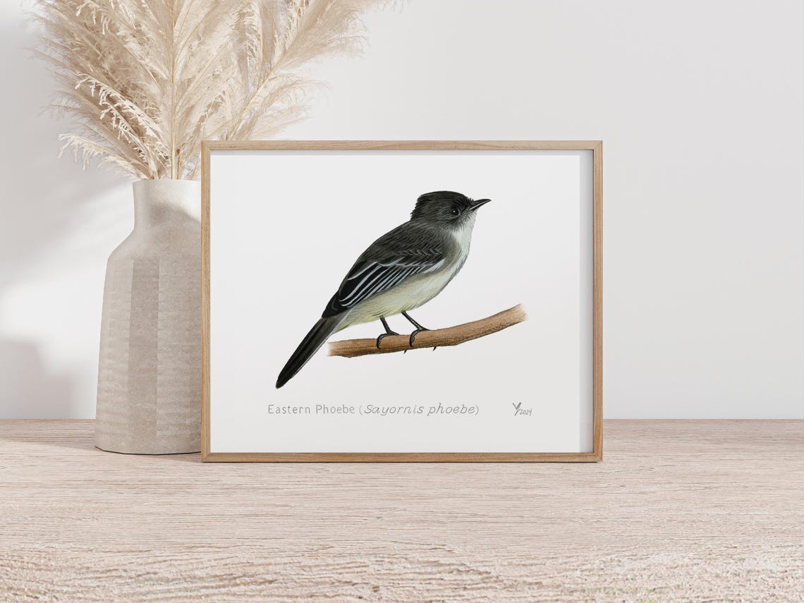 Eastern Phoebe Perched on a Twig Bird Illustration Artwork Poster - Image 2