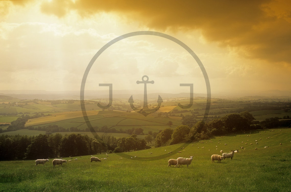Somerset Countryside Sheep Grazing Golden Sunset Fields Poster - Image 3