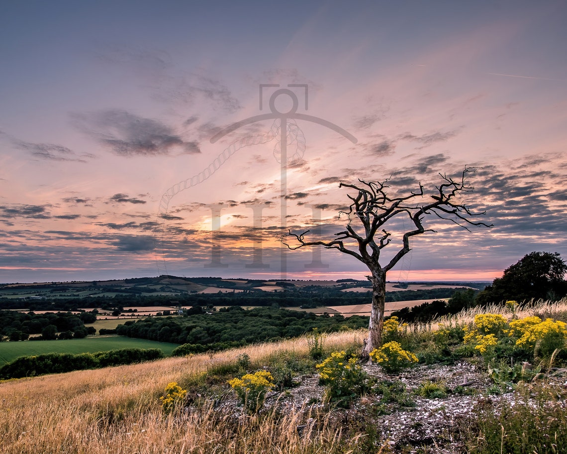 Old Winchester Hill South Downs Bare Dead Tree Sunset Poster - Image 3