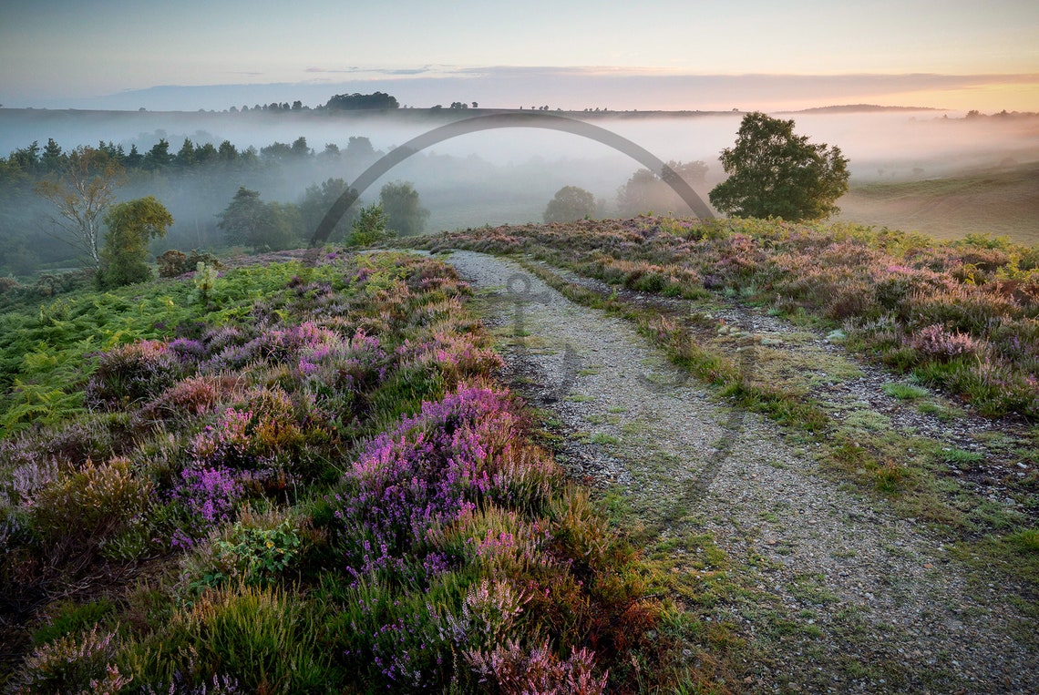 New Forest Heather Hampshire Blooming Moorland Path Mist Poster - Image 3