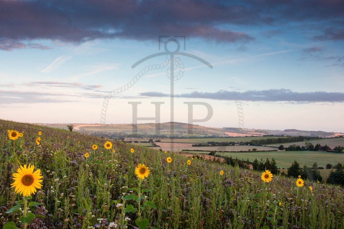 Wild Sunflowers On South Downs Hills Summer Sunset Field Poster - Image 3