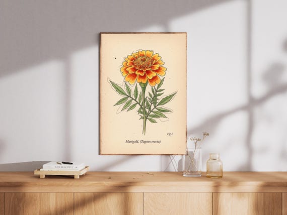 Vintage Marigold Botanical Art Print Floral Home Decor