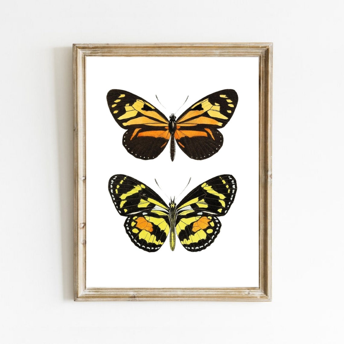 Vintage Butterfly Print Insect Art Drawing Monarch Butterfly Poster Vintage Wall Art Butterfly Wall Decor Art