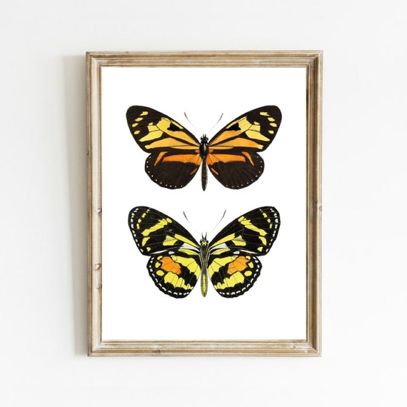 Vintage Butterfly Print Insect Art Drawing Monarch Butterfly Poster Vintage Wall Art Butterfly Wall Decor Art