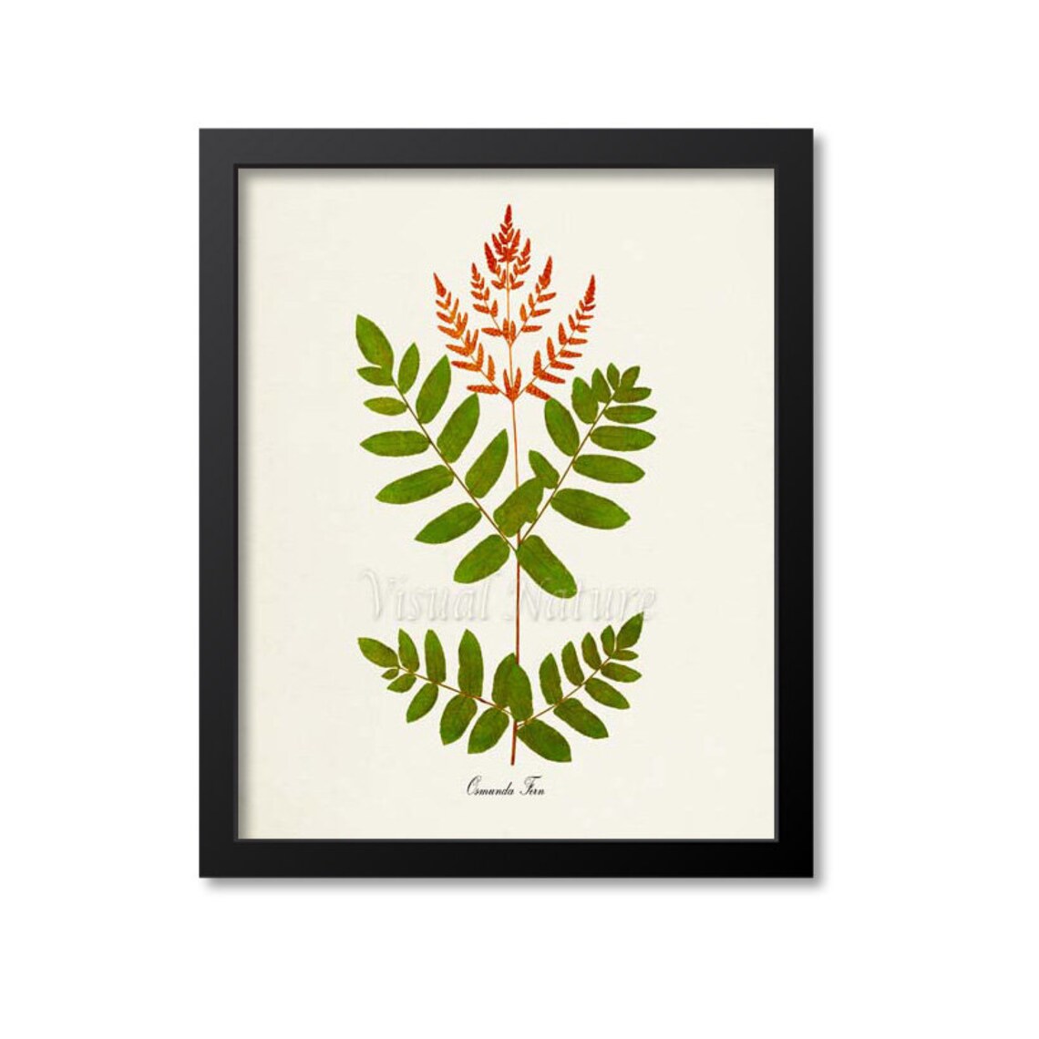 Osmunda Fern Botanical Art Print, Green Home Decor