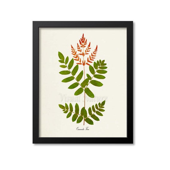 Osmunda Fern Botanical Art Print, Green Home Decor