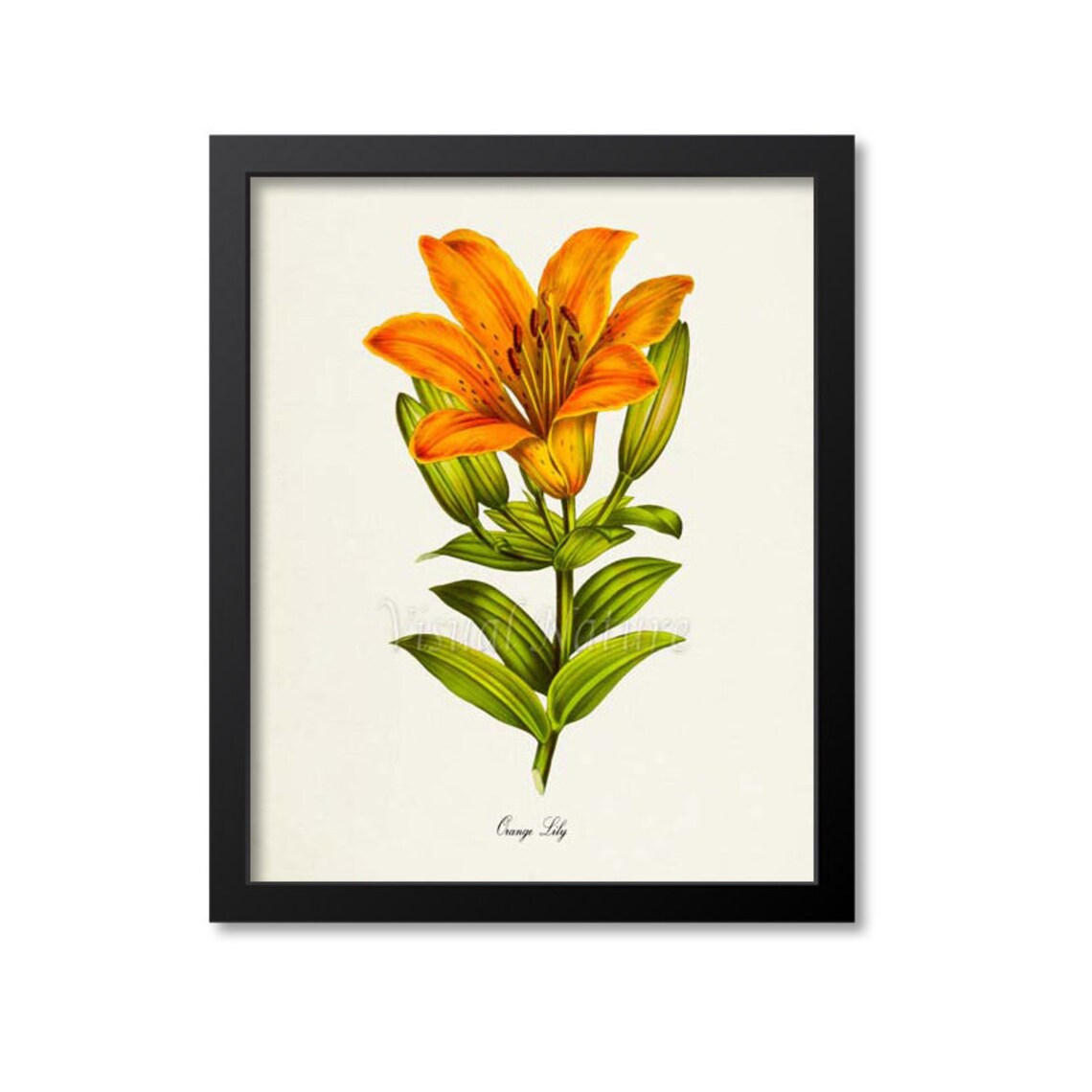 Orange Lily Botanical Flower Art Print for Home Decor