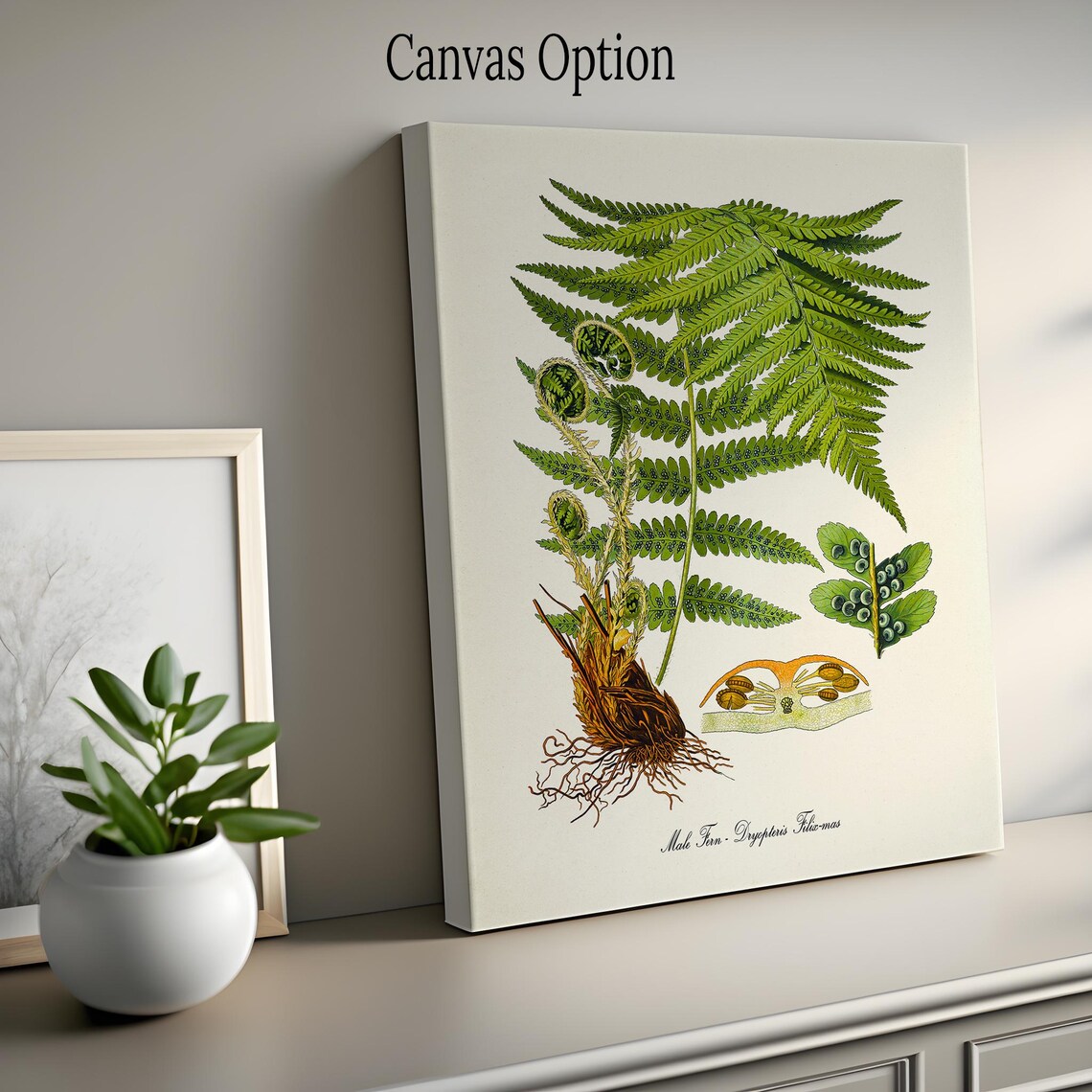 Male Fern Botanical Art Print, Dryopteris Filix Mas - Image 2