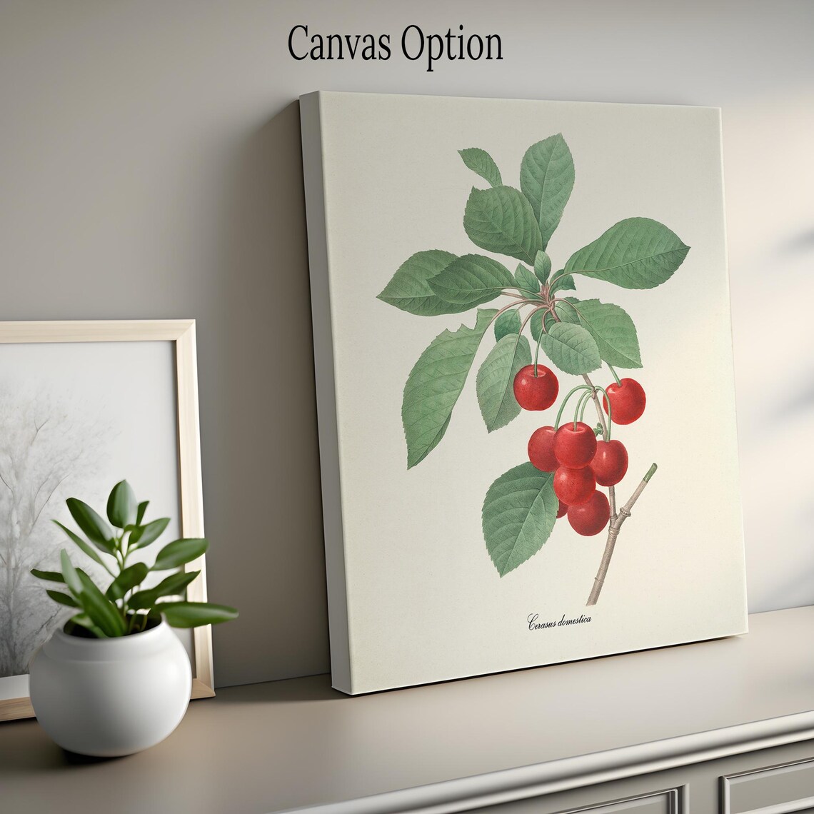 Cherry Botanical Art Print, Redoute Fruit Study - Image 2