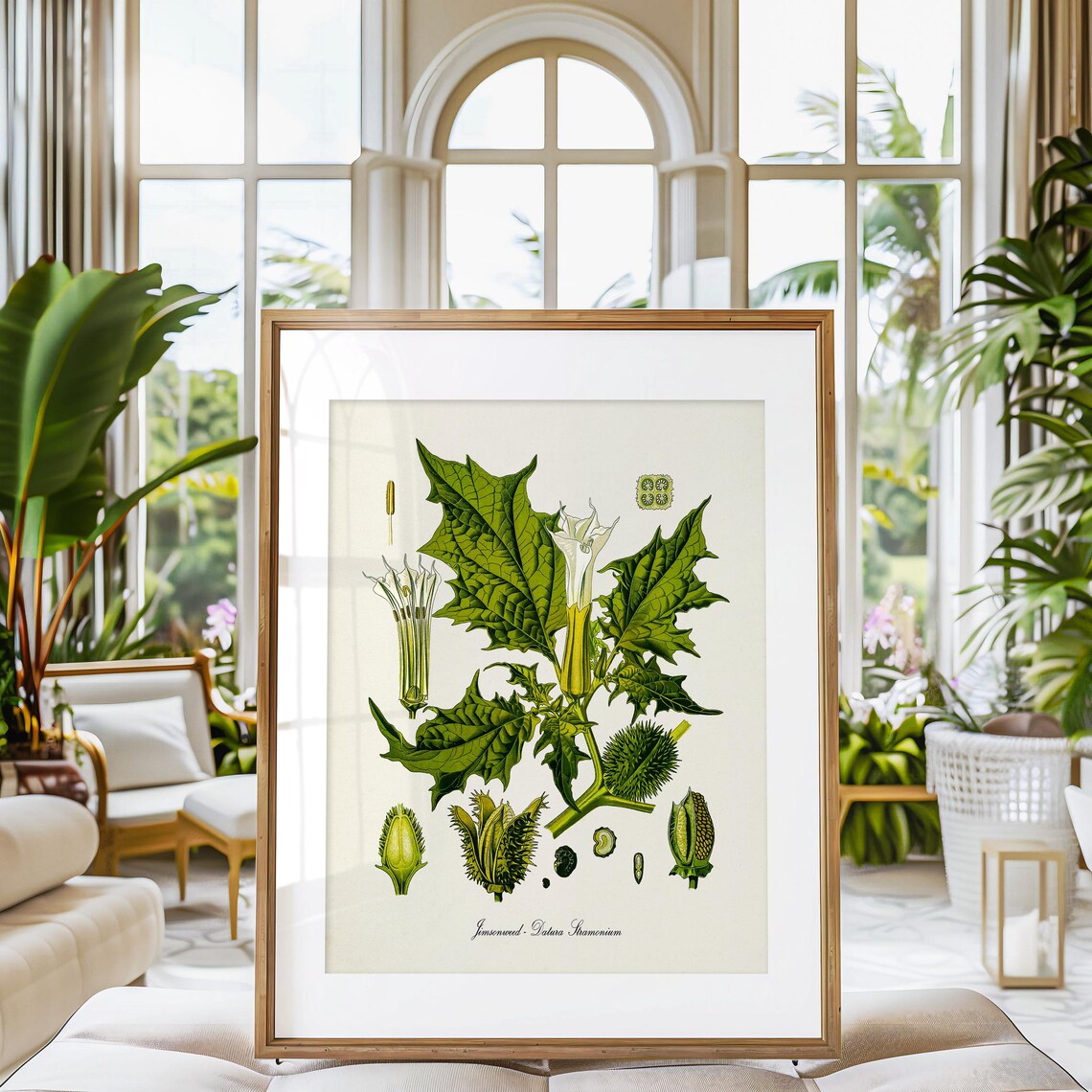 Jimsonweed Botanical Art Print, Datura Stramonium - Image 3
