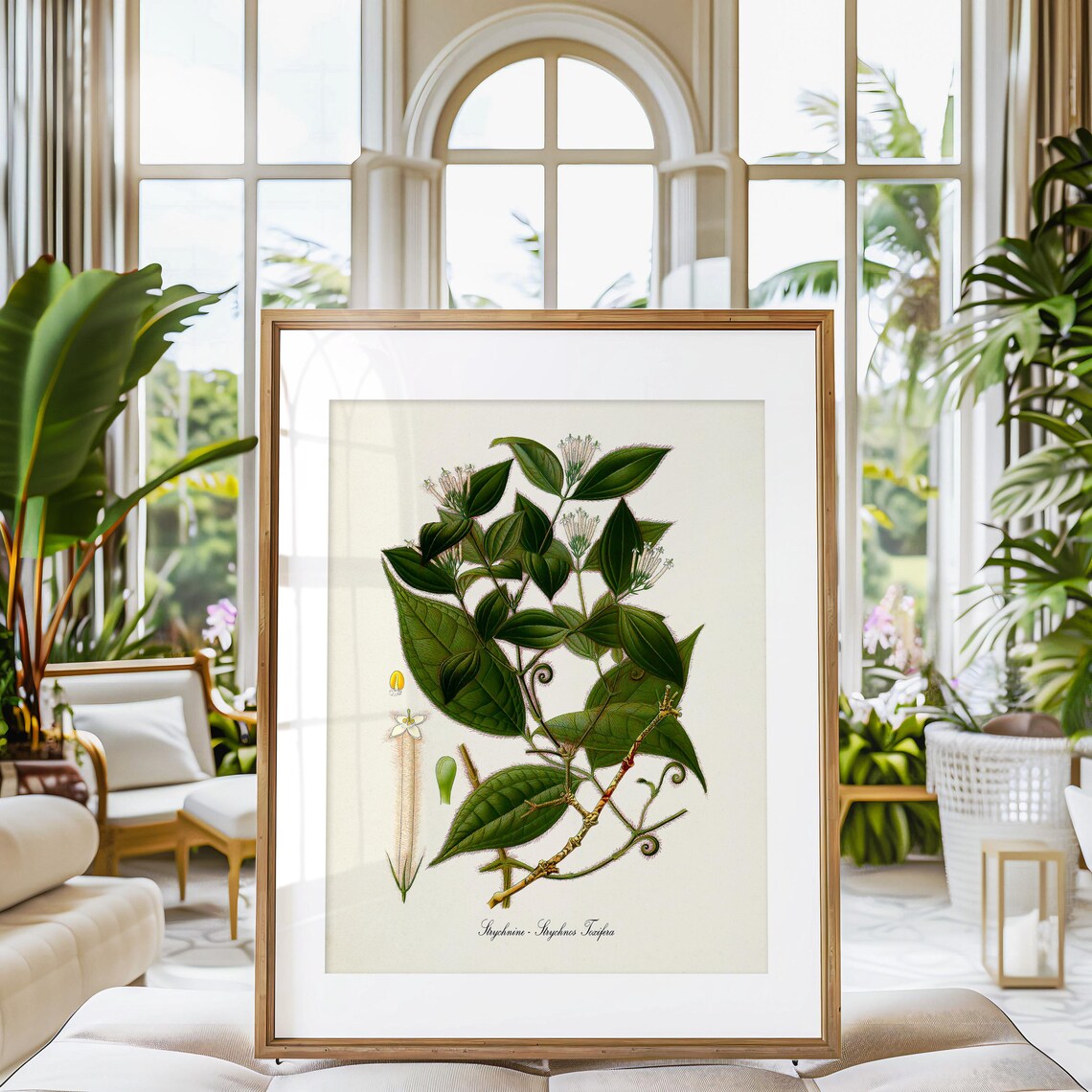 Strychnine Botanical Art Print, Strychnos Toxifera - Image 3