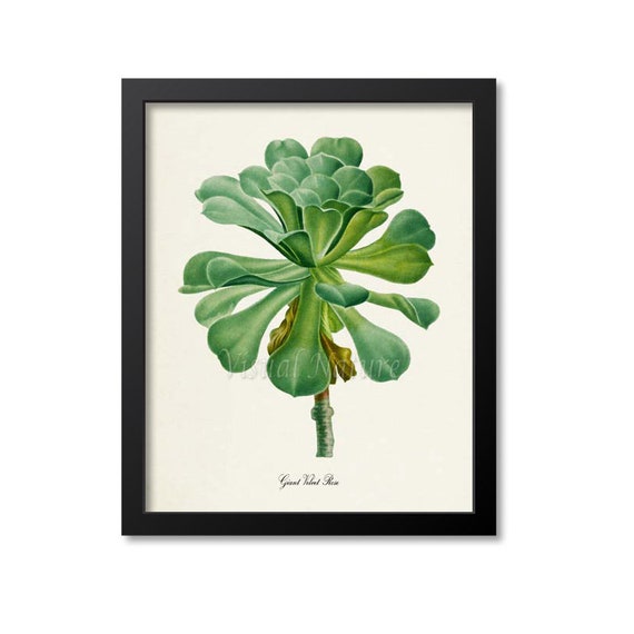 Giant Velvet Rose Succulent Botanical Art Print