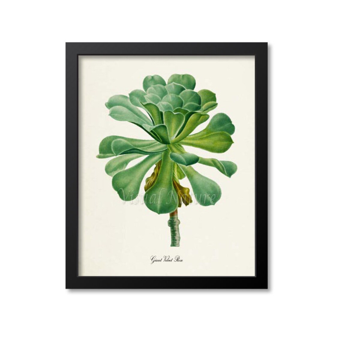 Giant Velvet Rose Succulent Botanical Art Print