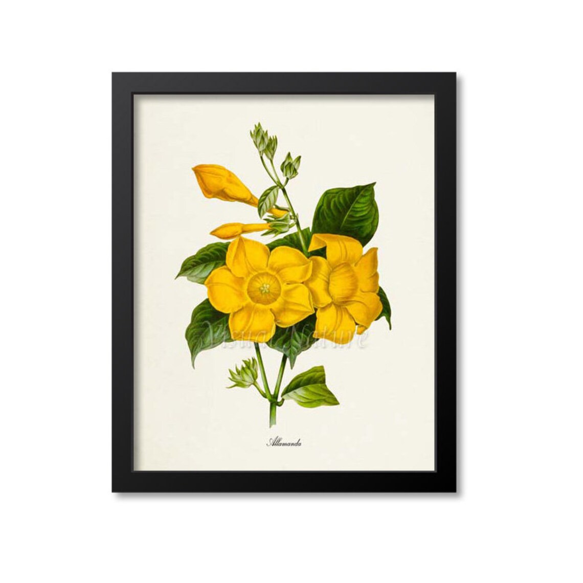 Allamanda Flower Botanical Art Print, Floral Vine