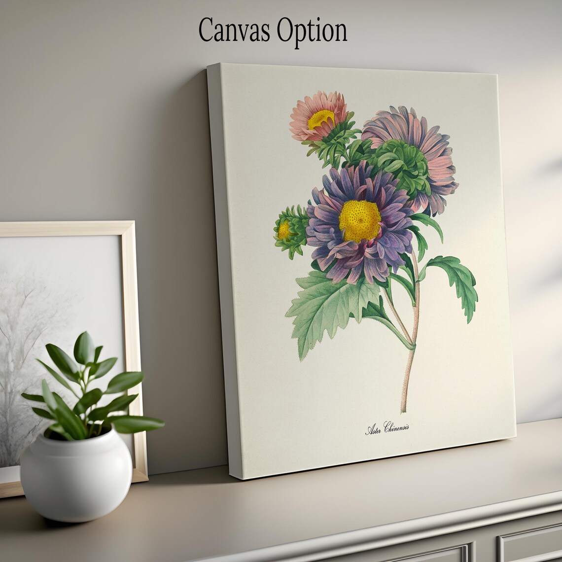 China Aster Botanical Art Print, Flower Study - Image 2