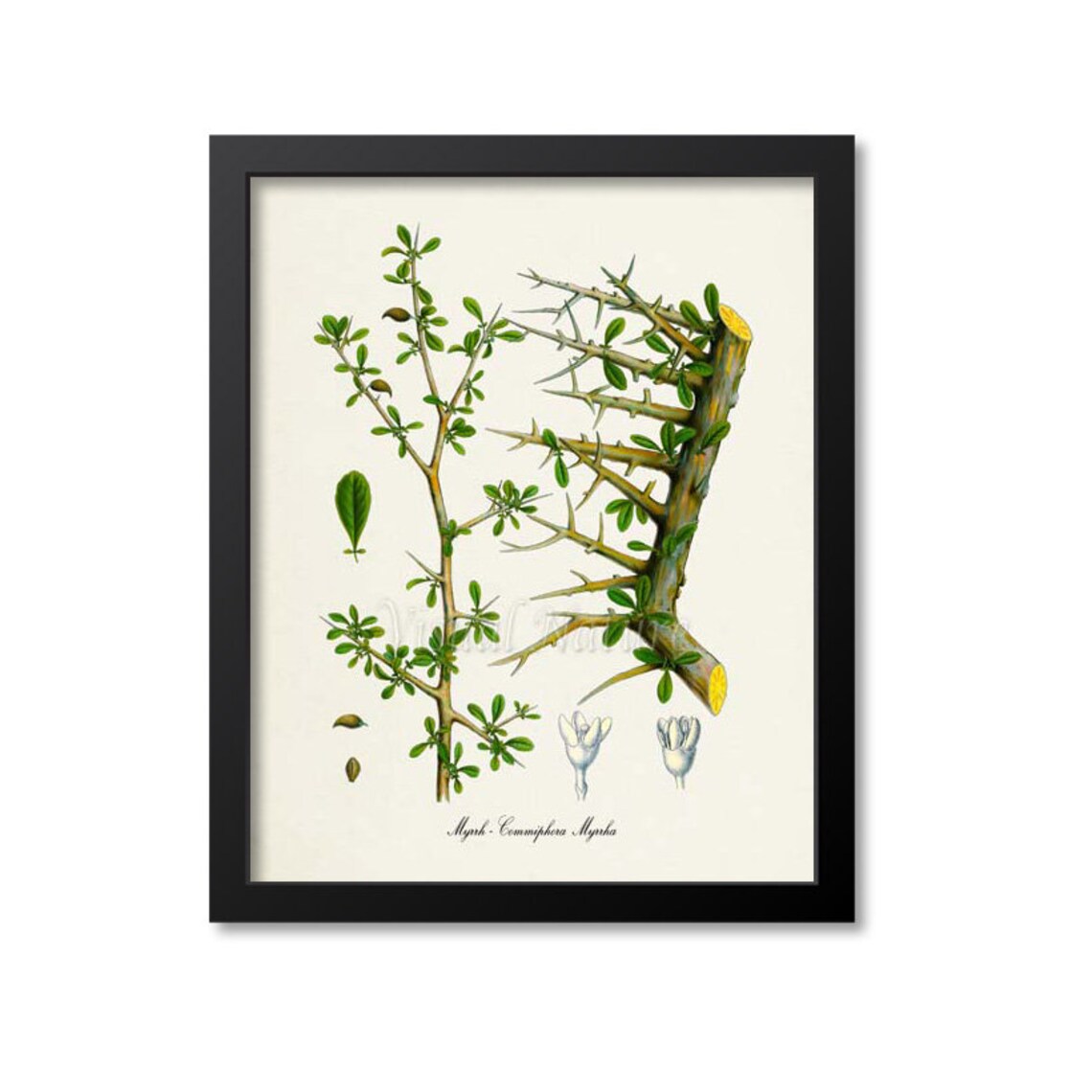 Myrrh Commiphora Myrrha Thorny Branch Antique Botanical Poster