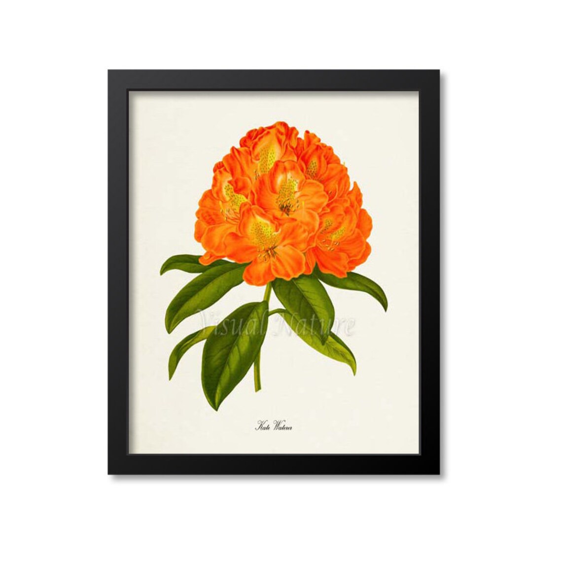 Kate Waterer Rhododendron Botanical Art Print