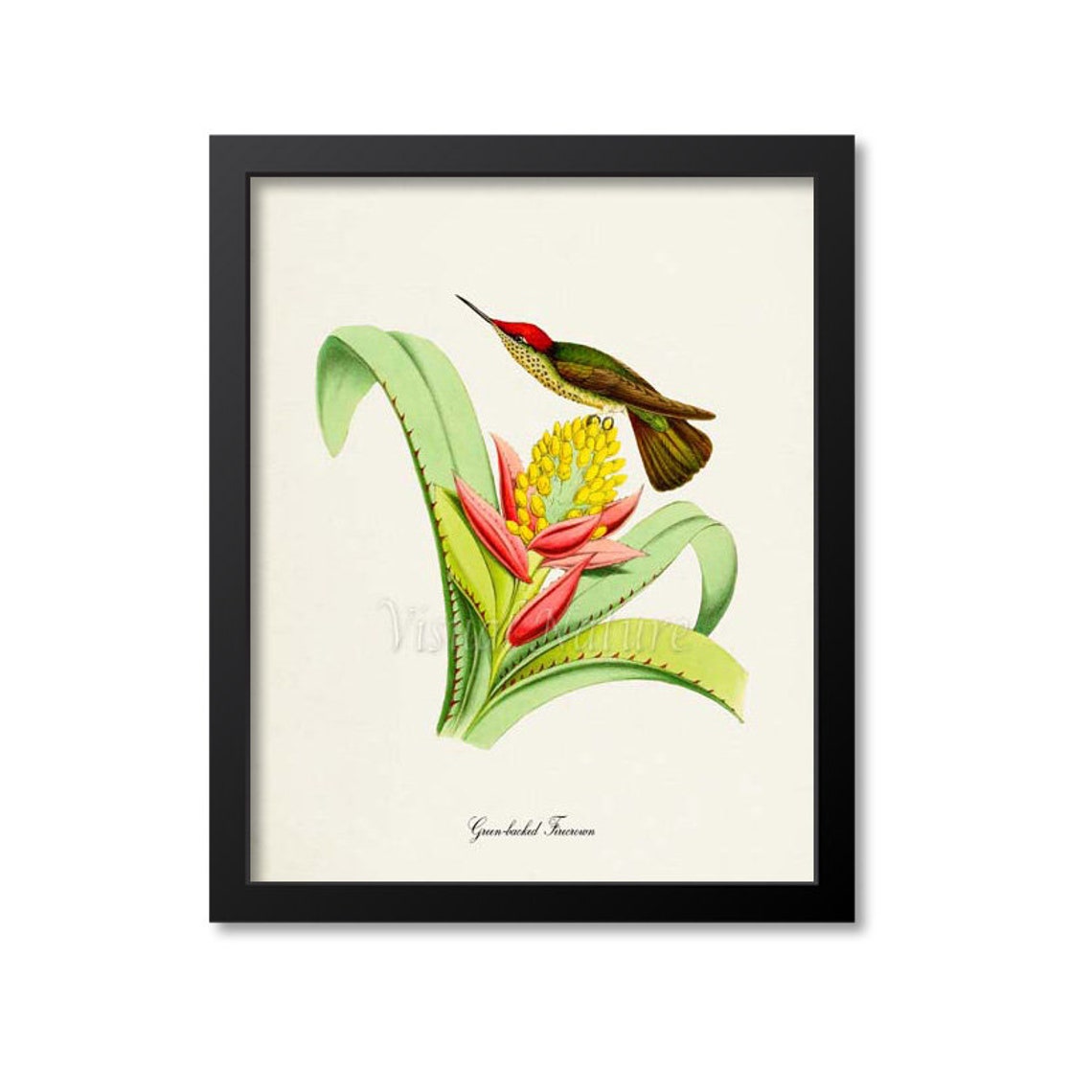 Green Backed Firecrown Hummingbird Print Bird Art Print Bird Art Bird Poster Flower Art Floral Garden Hummingbird Art Green Red Yellow