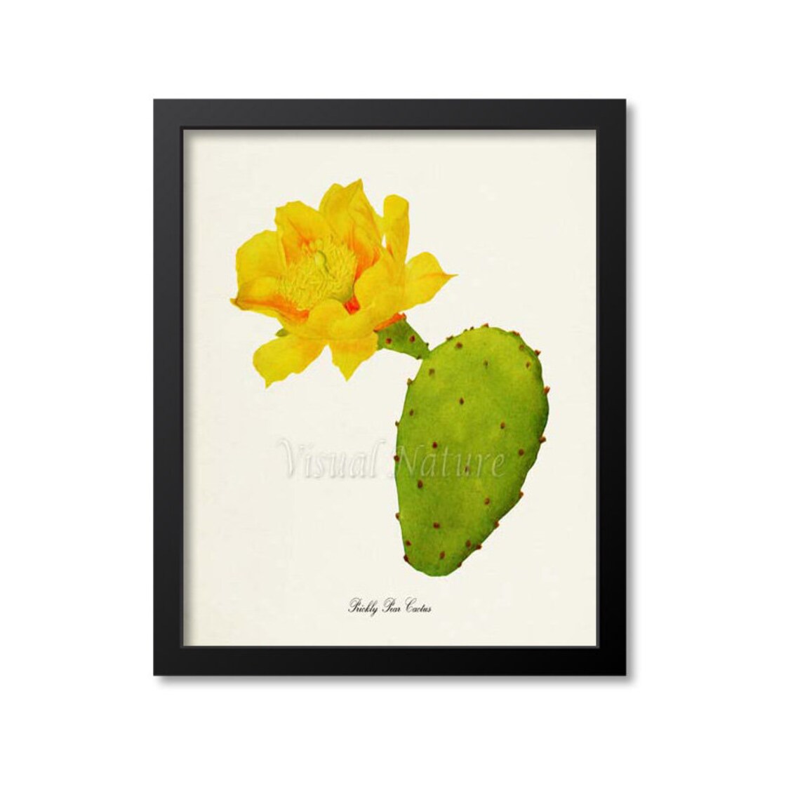 Prickly Pear Cactus Botanical Art Poster