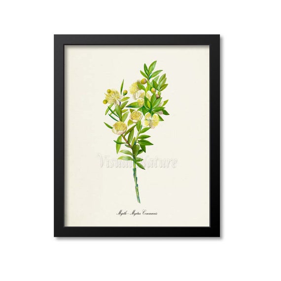 Myrtle Botanical Print, Myrtus Communis Art Print