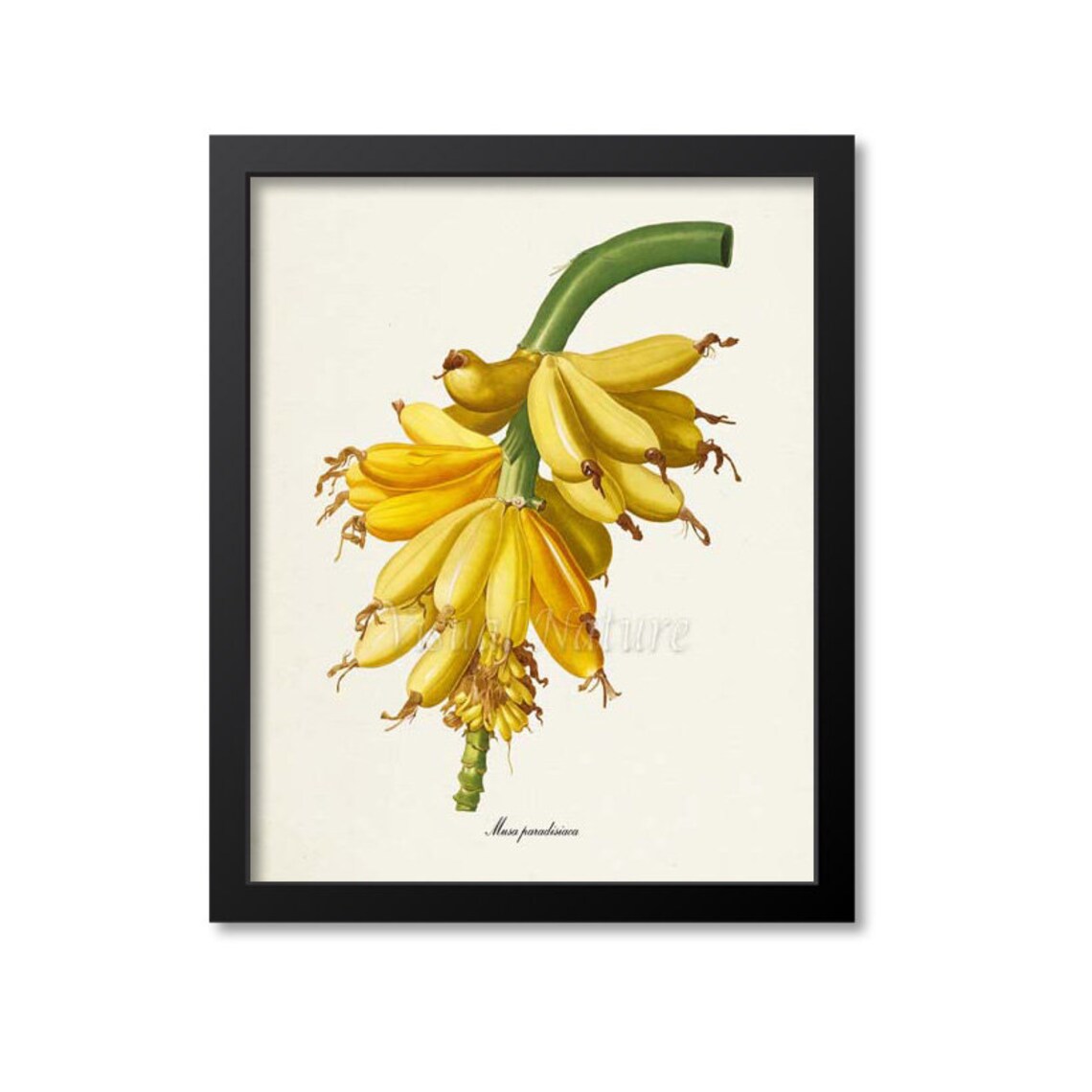 Bananas Botanical Art Print, Tropical Fruit Study