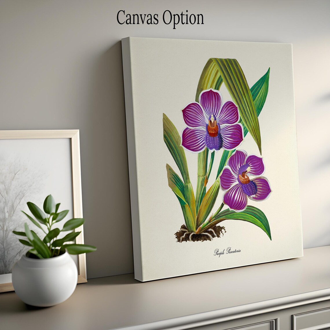 Purple Pescatoria Orchid Violet Striped Blooms Vintage Flower Poster - Image 2