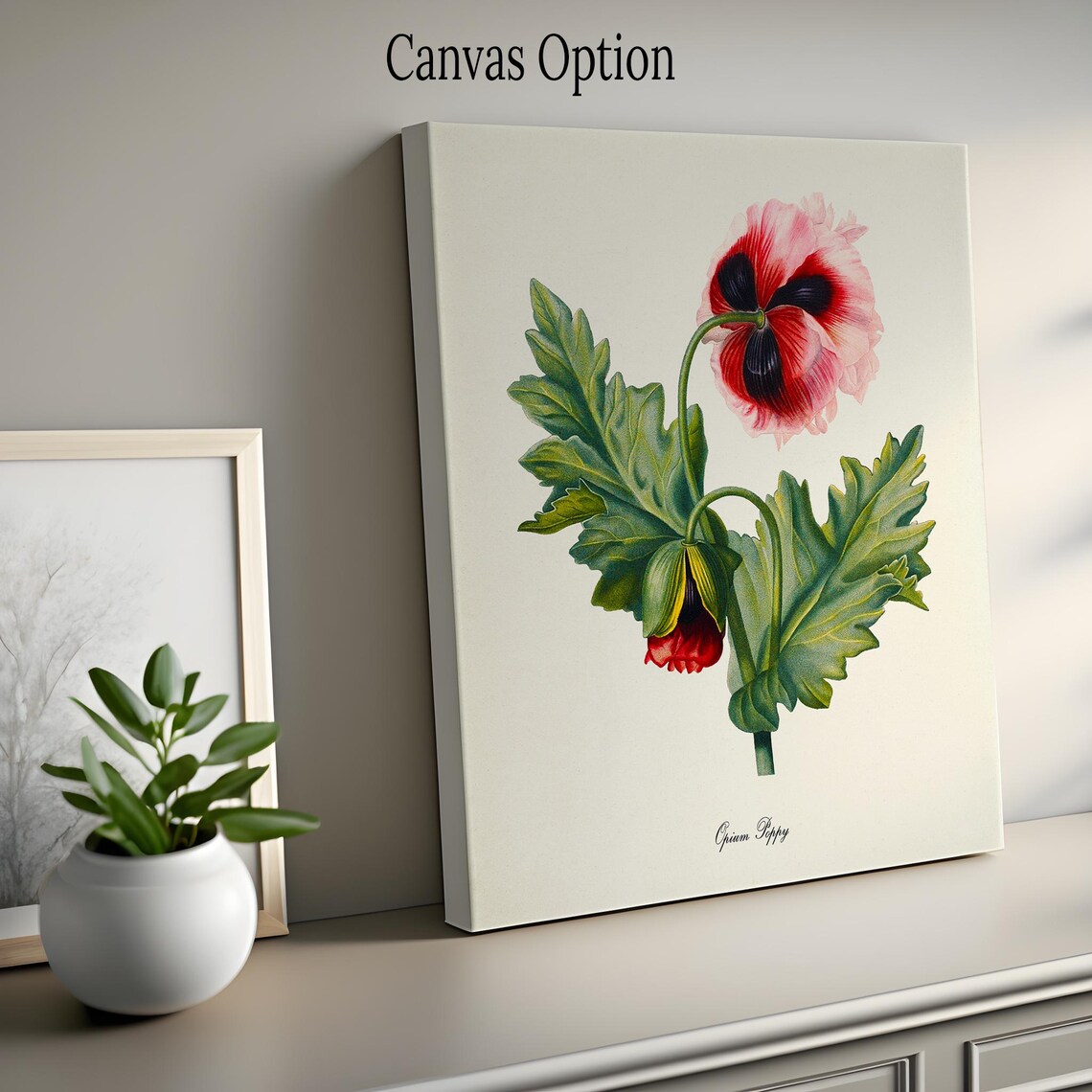 Opium Poppy Flower Art Print, Botanical Decor - Image 2