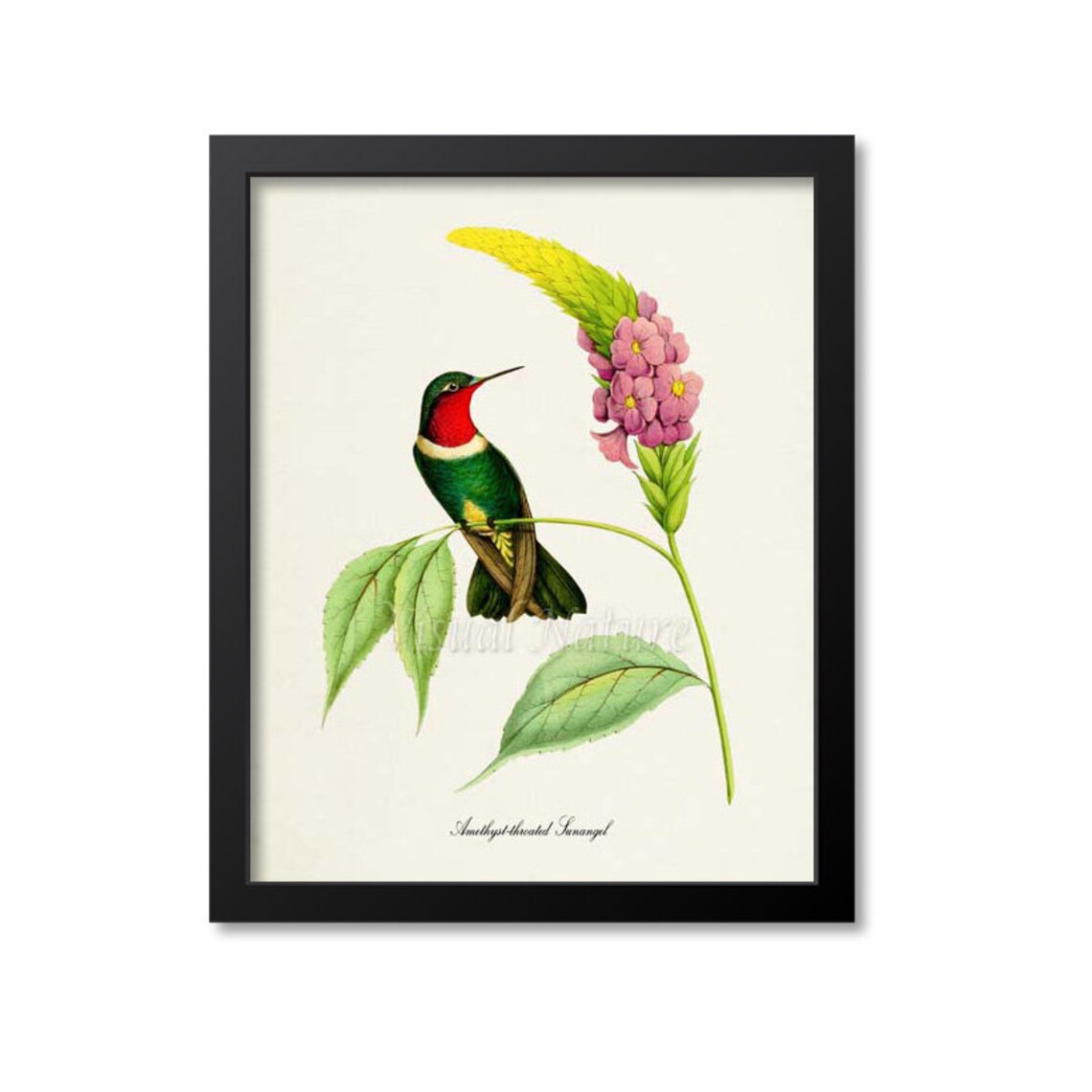 Amethyst Throated Sunangel Hummingbird Art Print