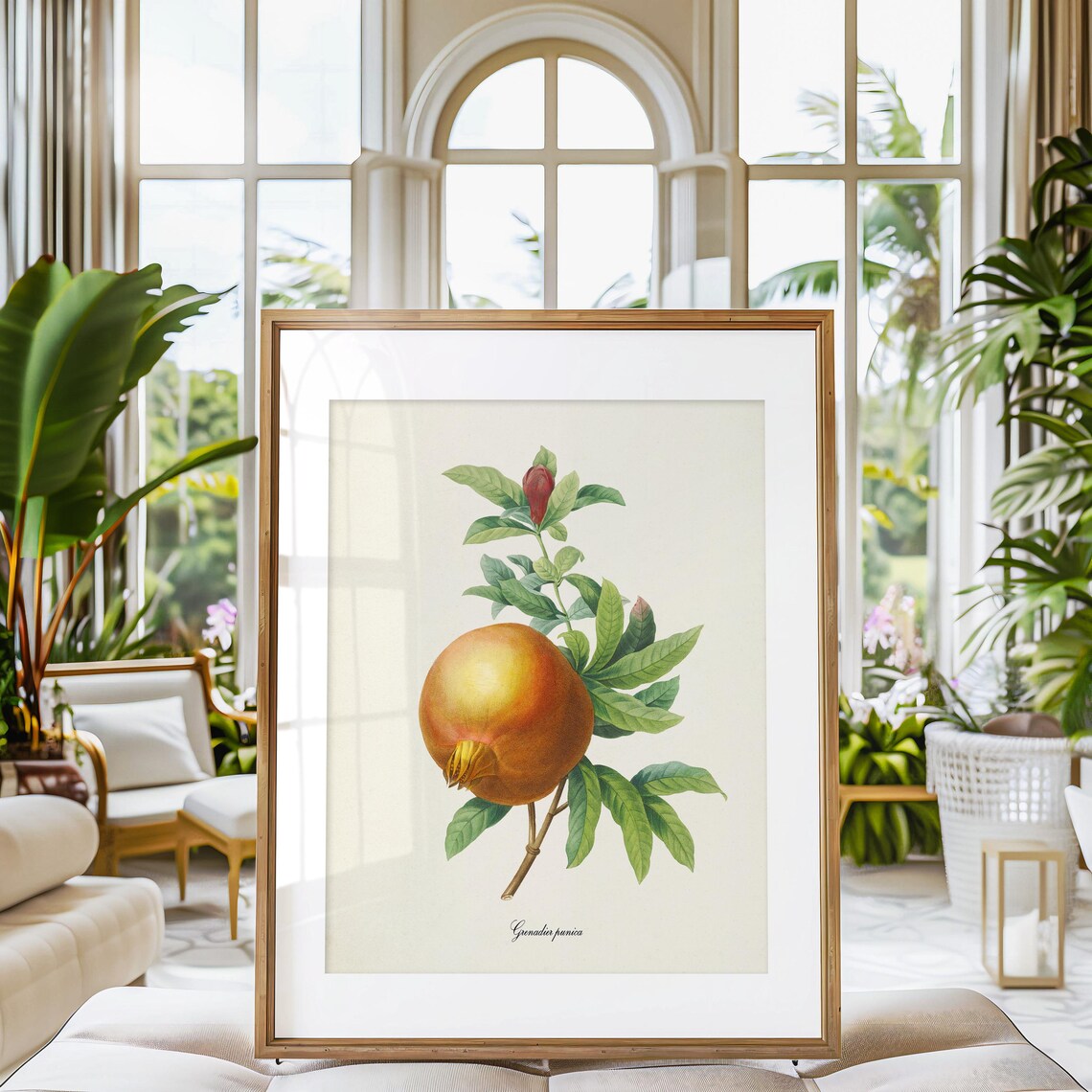 Pomegranate Botanical Art Print, Redoute-Inspired - Image 3