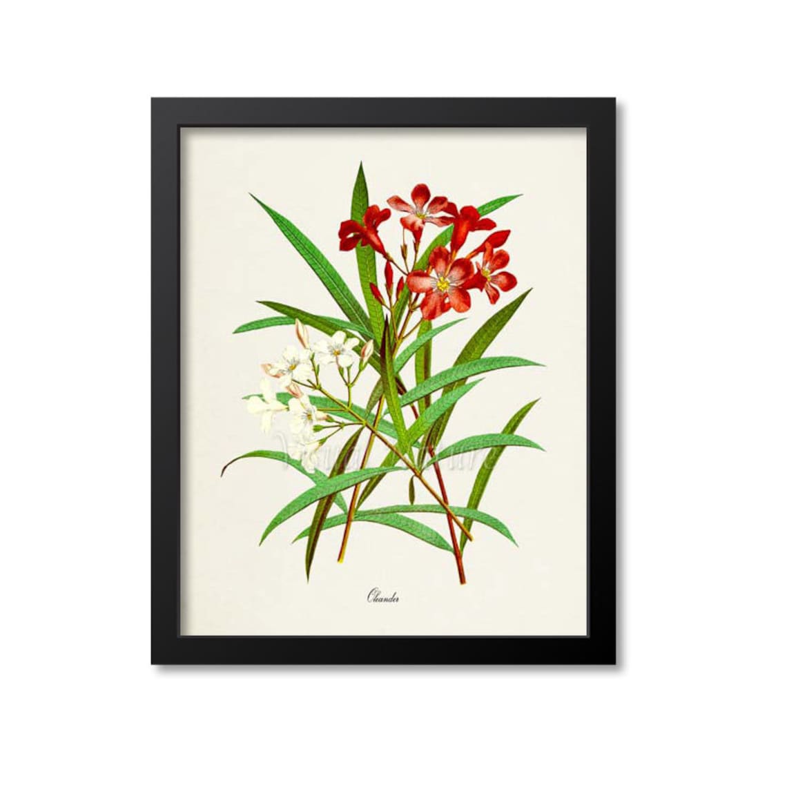 Oleander Flower Botanical Art Print, Floral Decor