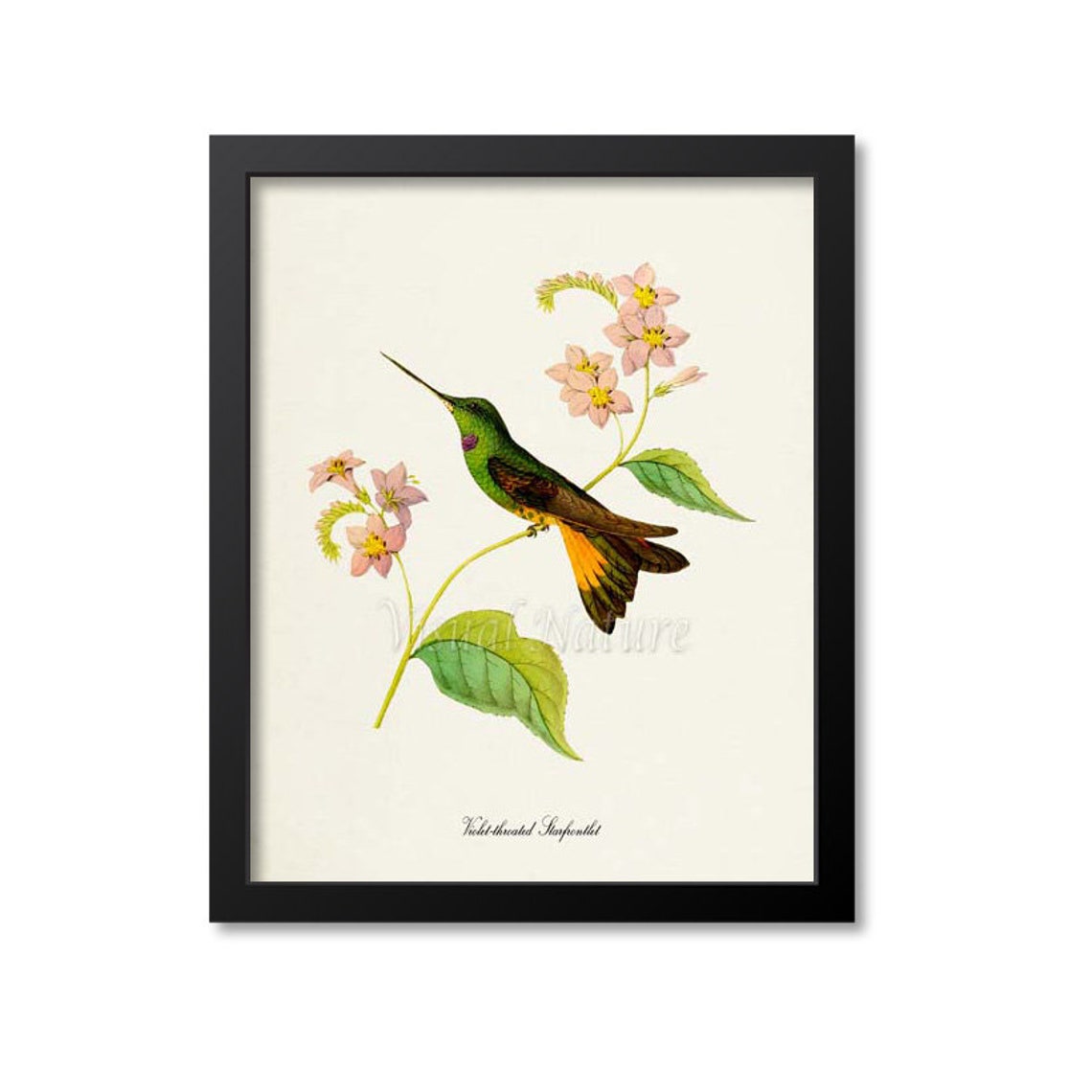 Hummingbird Print Bird Art Print Bird Art Bird Poster Flower Art Floral Garden Violet Throated Starfrontlet Hummingbird Art Green Pink