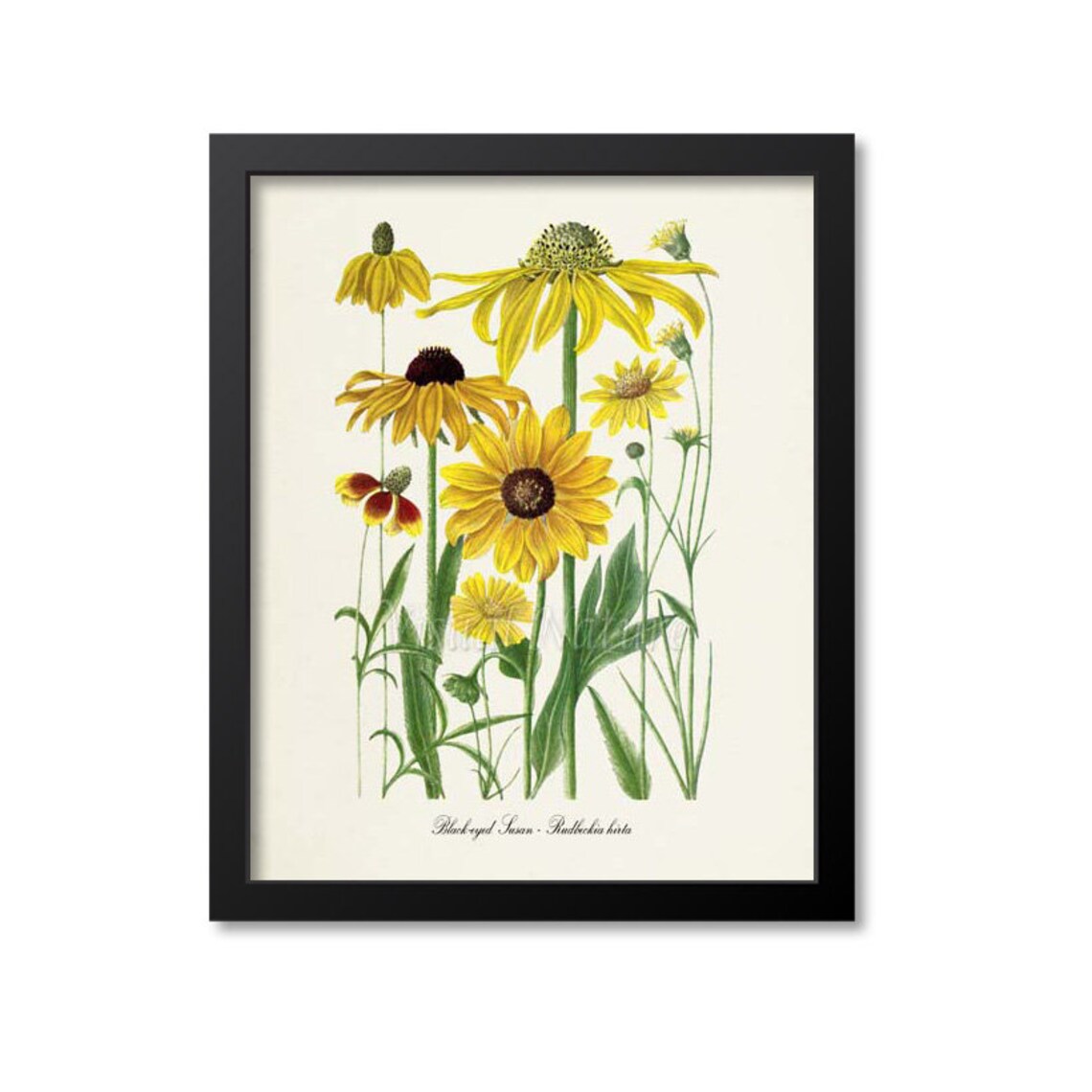 Black Eyed Susan Botanical Art Print, Vintage Floral