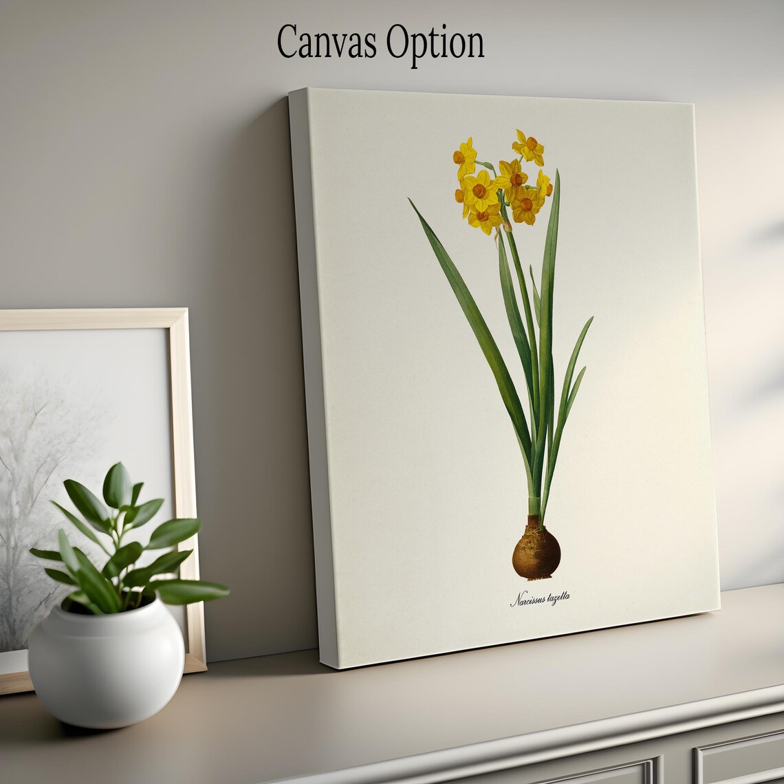 Daffodil Botanical Art Print, Redoute-Inspired - Image 2