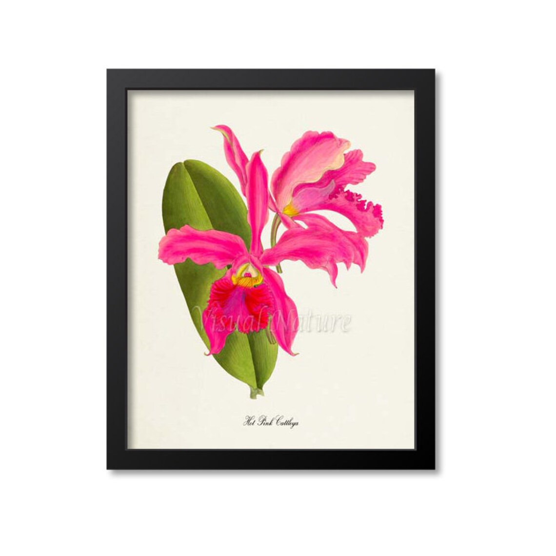 Hot Pink Cattleya Flower Botanical Art Print