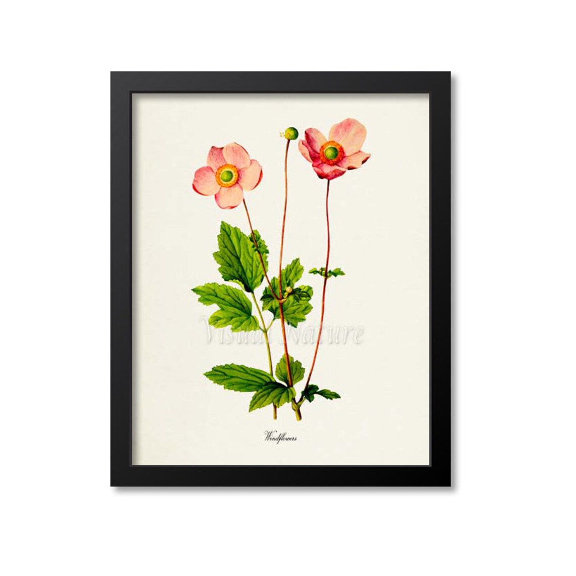 Windflowers Botanical Art Print, Pink Flower Wall Art