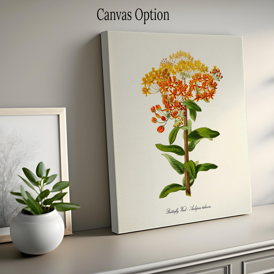 Butterfly Weed Flower Art Print, Botanical Print - Image 2