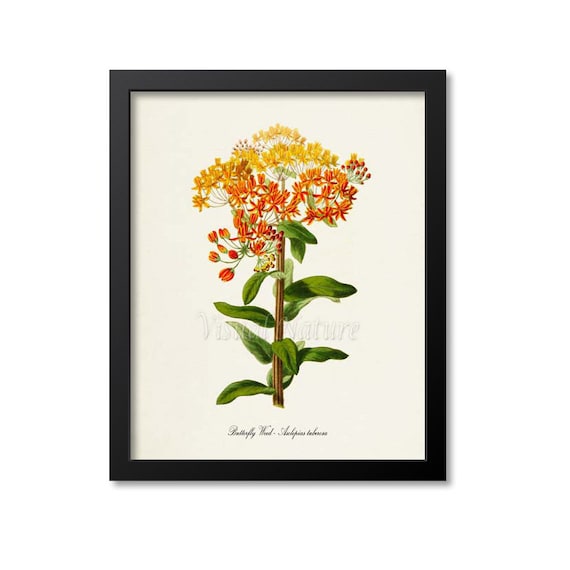 Butterfly Weed Flower Art Print, Botanical Print