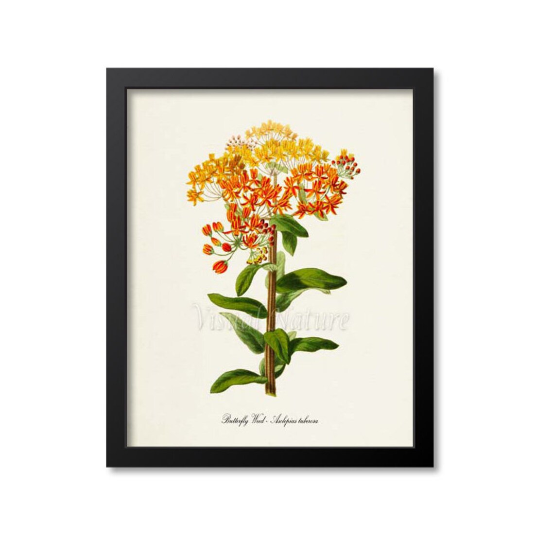 Butterfly Weed Flower Art Print, Botanical Print