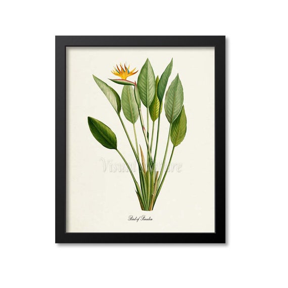 Bird Of Paradise Flower Botanical Art Print