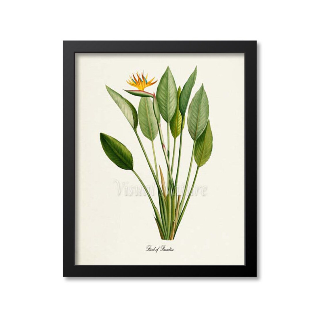Bird Of Paradise Flower Botanical Art Print