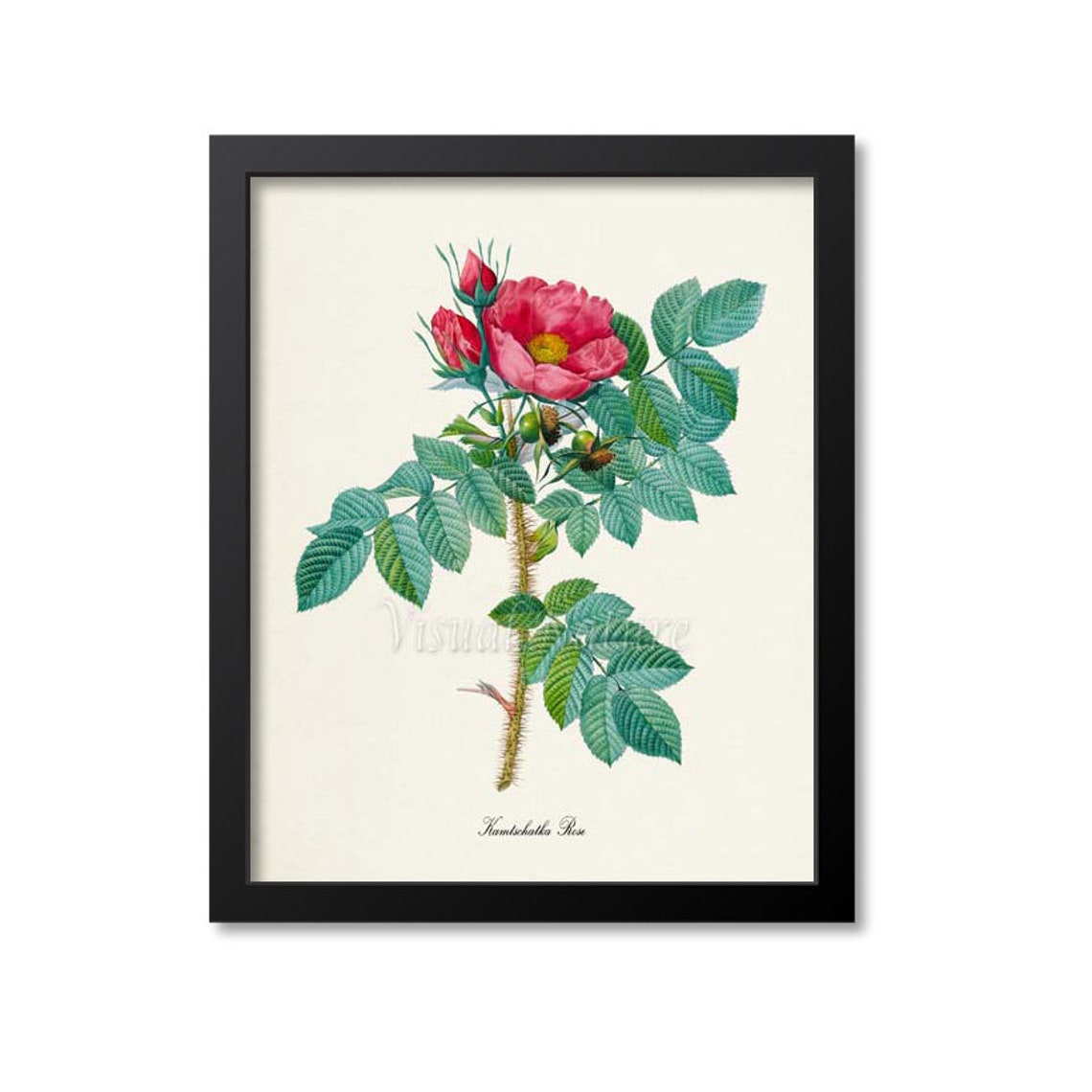 Kamtschatka Red Rose Bloom Thorny Stem Vintage Botanical Art Poster