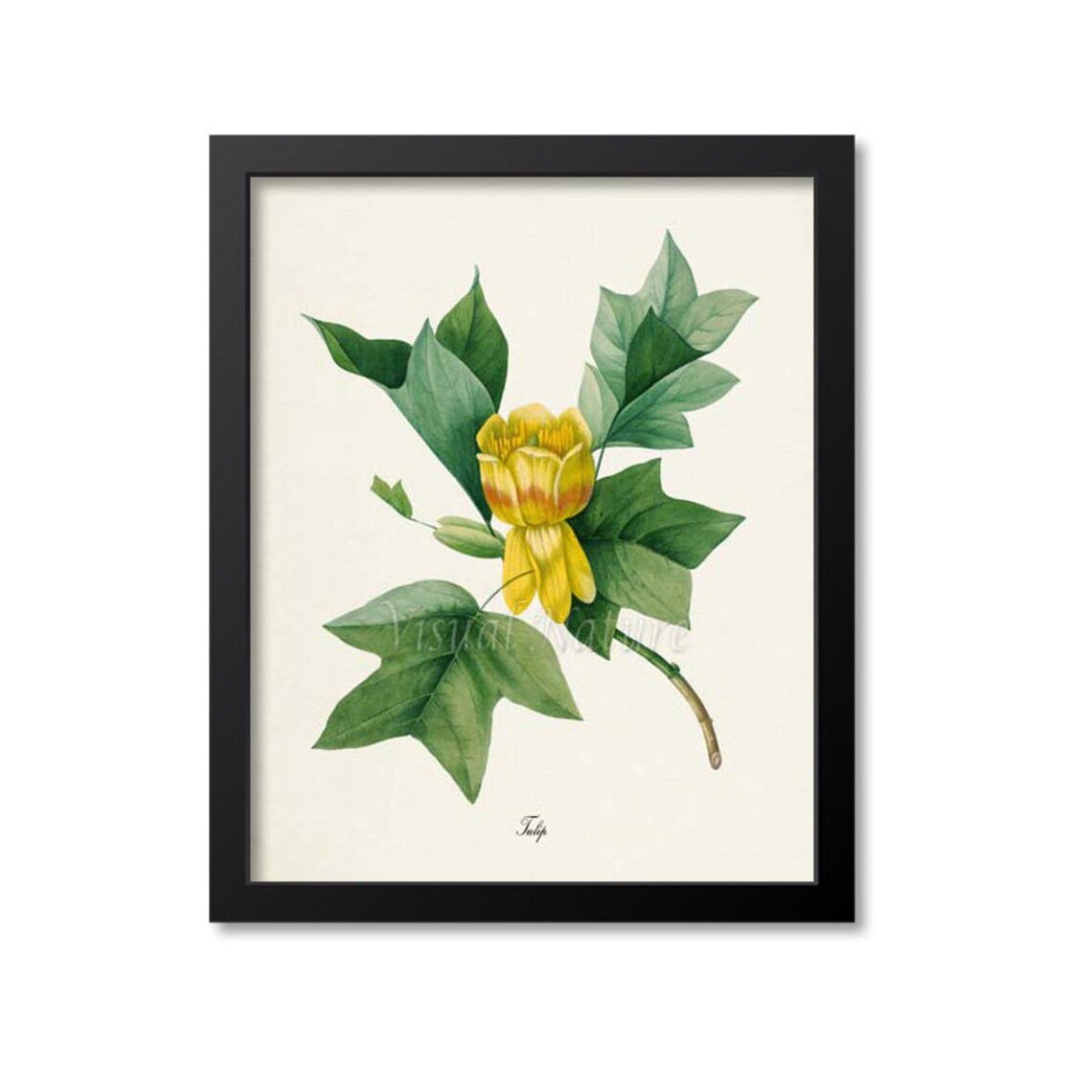 Redoute-Inspired Tulip Flower Botanical Art Print