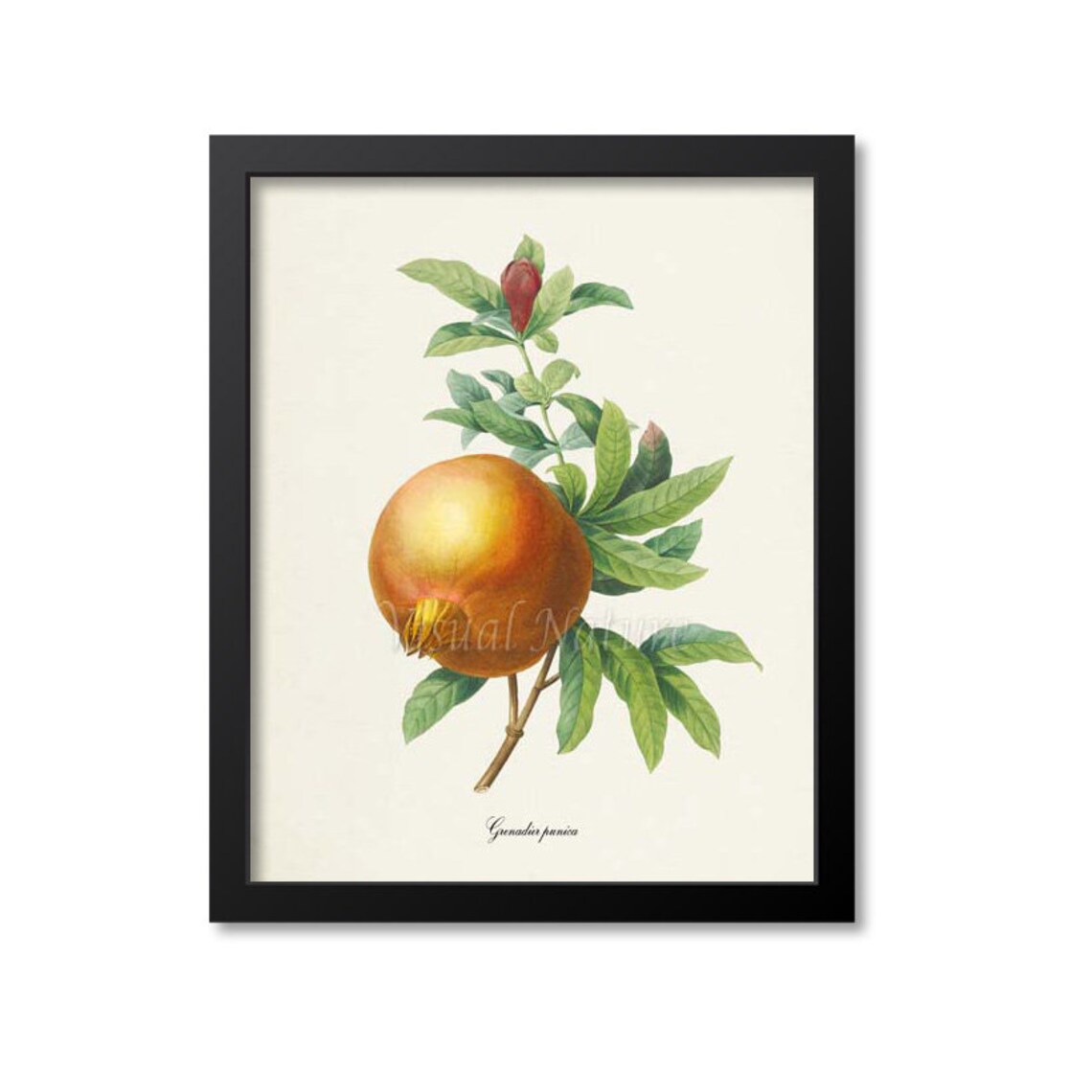 Pomegranate Botanical Art Print, Redoute-Inspired