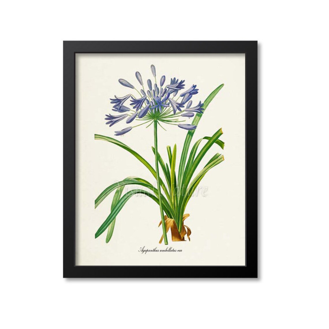 Redoute-Inspired Lily Of The Nile Botanical Art Print