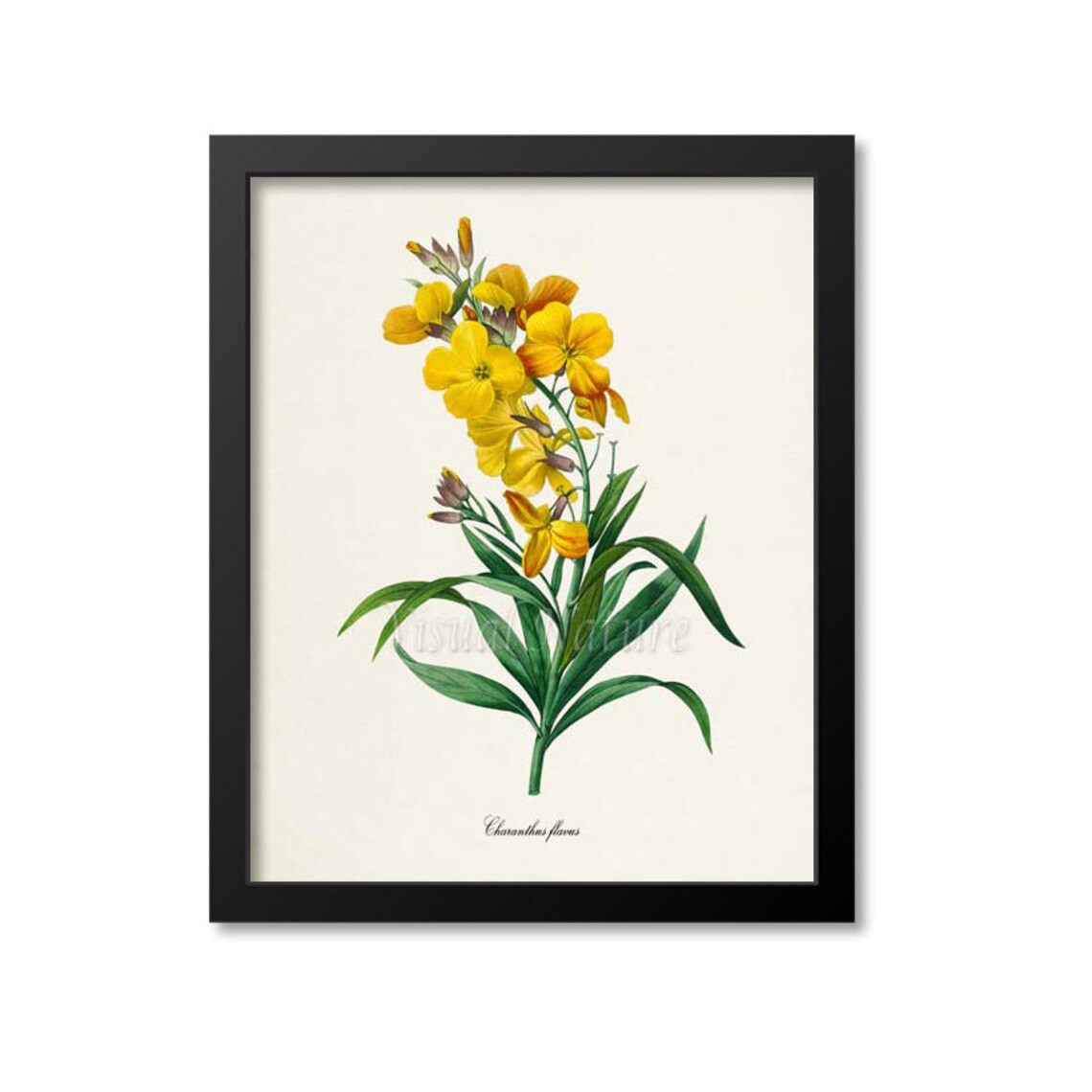 Charanthus Flavus, Redoute-Inspired Art Print