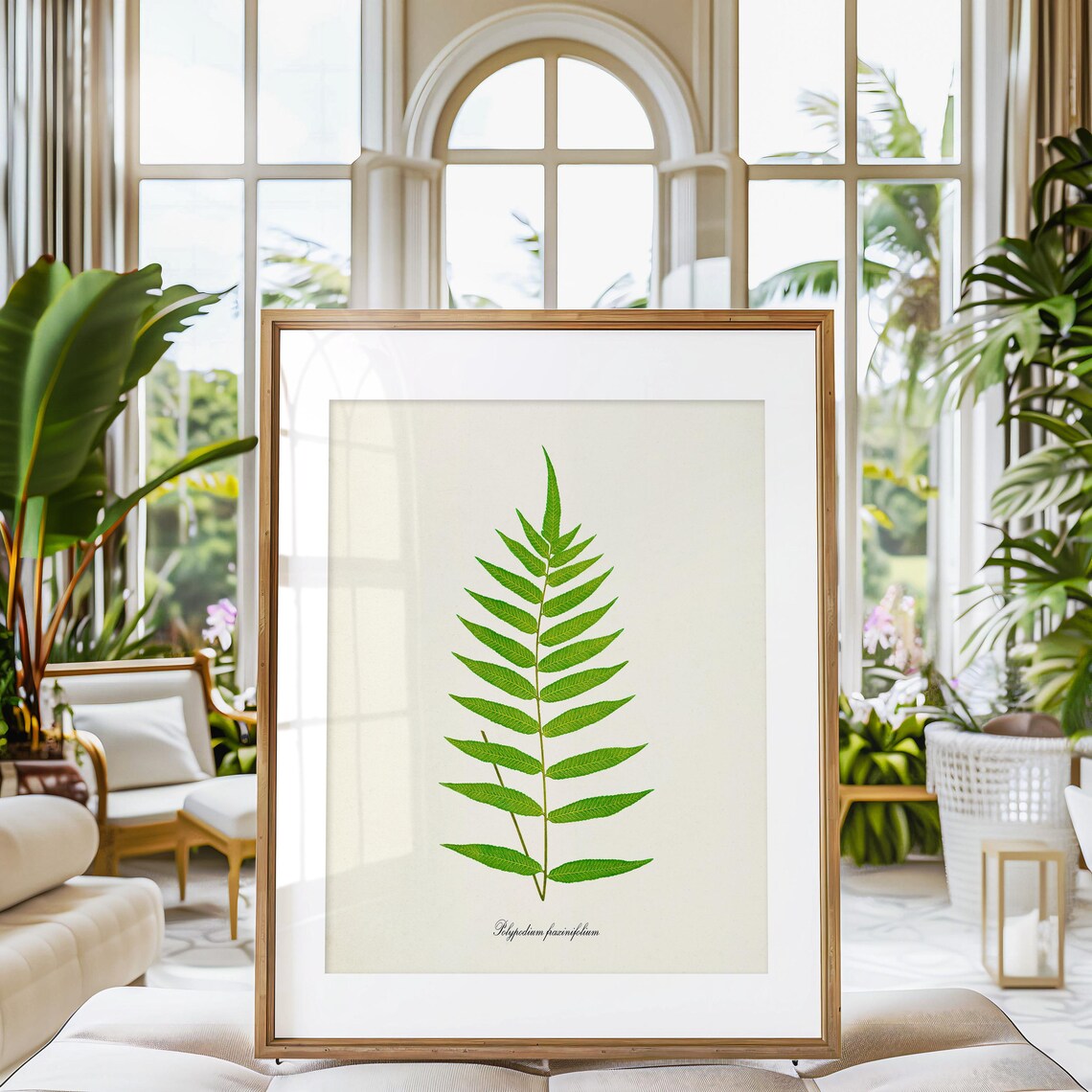 Polypodium Fraxinifolium Green Fern Botanical Print Vintage Style - Image 3